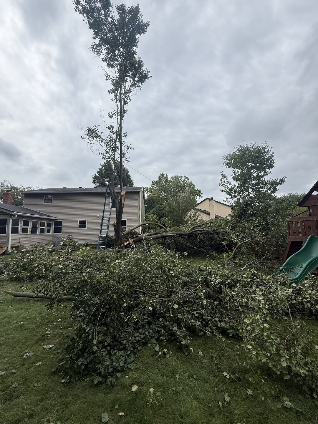 Tall tree stripped to a bare spar during a tree removal, with a ladder leaning against the trunk and a large pile of cut limbs and brush across the back lawn